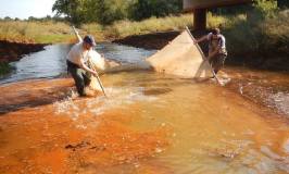 Graduate students John Coffin and Bryan Frenette pulling a seine net through a creek in Oklahoma to catch fish in water polluted with heavy metals (why the water is so orange).
