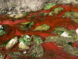 Algae contrasted against rhodamine dye in Kings Creek at Konza Prairie Biological Station. Dye's like this are sometimes used to measure the flow-path of the water in a stream.