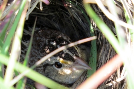 Female Grasshopper Sparrow on nest