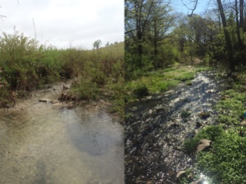 A section of grassland stream surrounded by grasses and shrubs (left) and a second section with tree canopy cover (right). Sophie conducts her experiments in both types of habitats to look for differences in carbon processing.