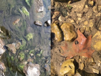 Algae (left) release simple carbon compounds while tree leaves (right) release more complex carbon compounds that are not as easy for microbes to use for energy.