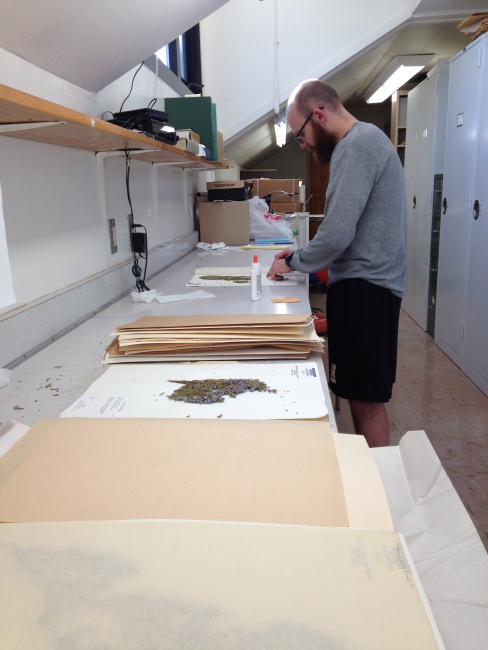 Graduate student Seton Bachle looking using herbarium specimens to investigate the effects of increased nitrogen deposition.