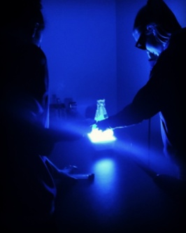 Middle school students learn about microbial cooperation and quorum sensing while becoming young scientists for a day. Here we see a culture of the bacteria Vibrio fischeri illuminated by a blue light transilluminator.