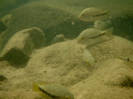 A group of cichlid fishes (Vieja bifasciata and Thorichthys helleri) in their natural habitat, a stream in the foothills of the Sierra Madre de Chiapas mountains in the Mexican state of Chiapas. Photo Credit: Ryan Greenway
