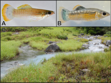 A. A male Atlantic molly from a regular freshwater stream. B. A male molly from a toxic sulfidic stream. C. An area where a clear freshwater stream (left) and cloudy sulfidic stream (right) flow together.