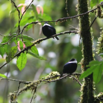 White-ruffed Manakins, one of Dr. Alice Boyle’s study species. These mature males are perched near one of their display logs. Photo by Dr. Alice Boyle.