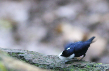 A White-Ruffed Manakin displaying to attract females. Photo by David Vander Plyum.