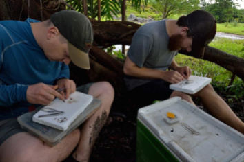 Two members of the research team – Michi Tobler (left) and Ryan Greenway (right) dissecting fish for later analysis