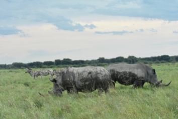 rhino and zebra copy 2
